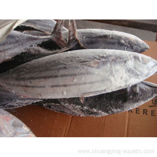 Seafrozen Orient Bonito Whole Round Auxis Thazard Skipjack